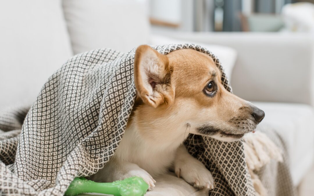 Allergie nei cani e nei gatti: come riconoscerle e cosa fare